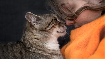 CAT LOVE. Foto: PIOTR PAKULA/Adobe Stock